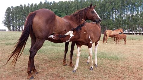 horse mating meaning|Understanding Horse Mating With Detailed Pictures